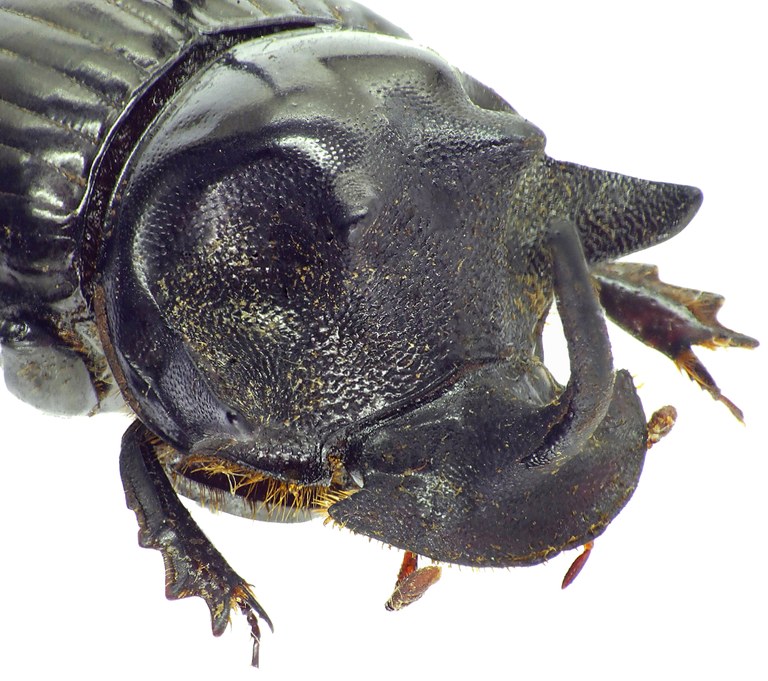 Copris armatus 27556cz63.jpg Copris armatus 27556cz63.jpg