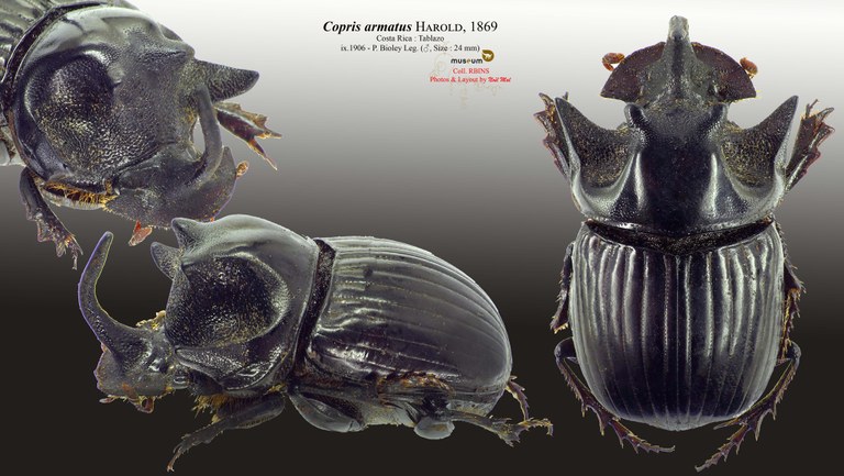 Copris armatus.jpg Copris armatus.jpg