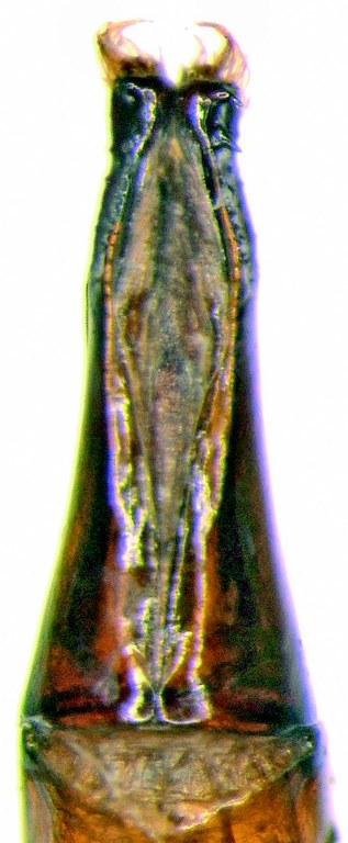 Copris armiger M Pt Aedeagus V.jpg Copris armiger M Pt Aedeagus V.jpg
