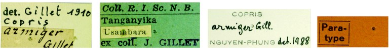 Copris armiger M Pt Labels.jpg Copris armiger M Pt Labels.jpg