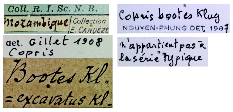Copris bootes M Labels.jpg Copris bootes M Labels.jpg