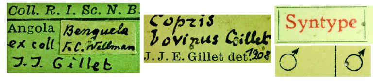 Copris bovinus M St Labels.jpg Copris bovinus M St Labels.jpg