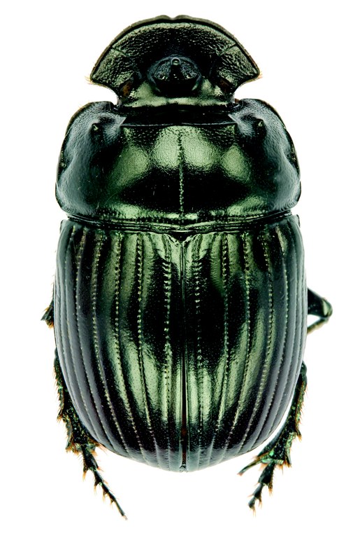 Copris bovinus M St D.jpg Copris bovinus M St D.jpg