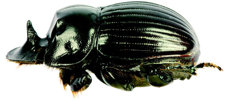 Copris bovinus M St L.jpg Copris bovinus M St L.jpg