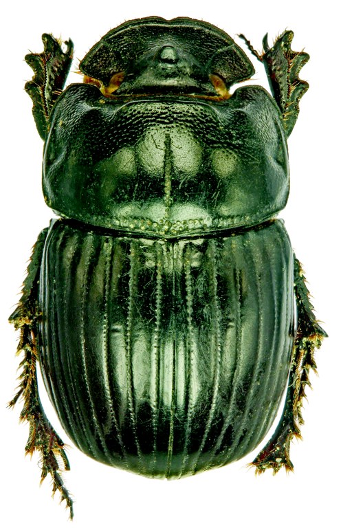 Copris camerunus M St D.jpg Copris camerunus M St D.jpg