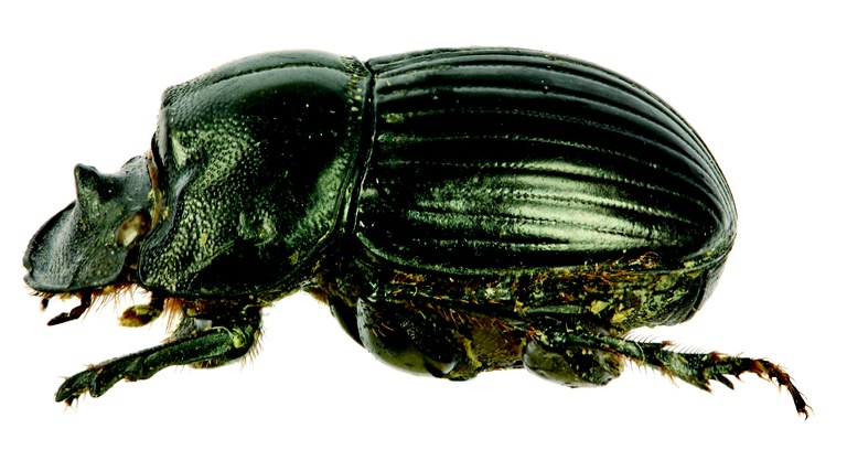 Copris camerunus M St L.jpg Copris camerunus M St L.jpg