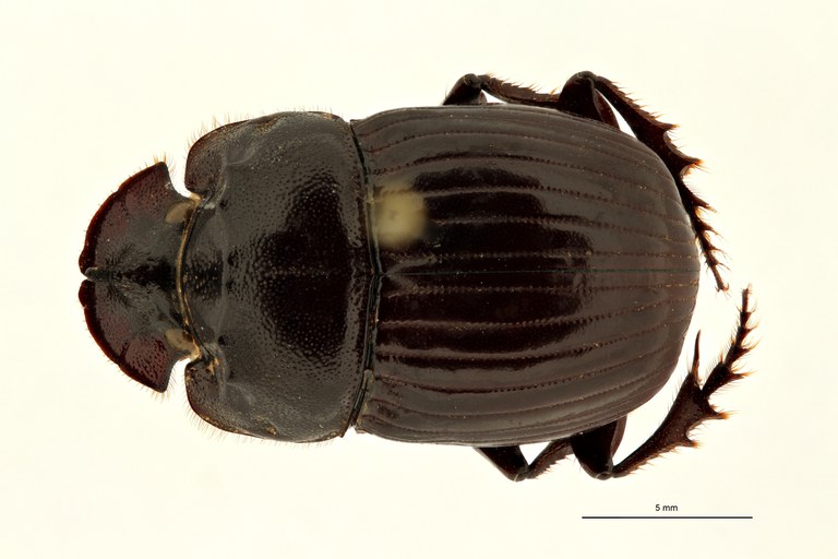 Copris carinicus st M D ZS PMax Scaled.jpeg