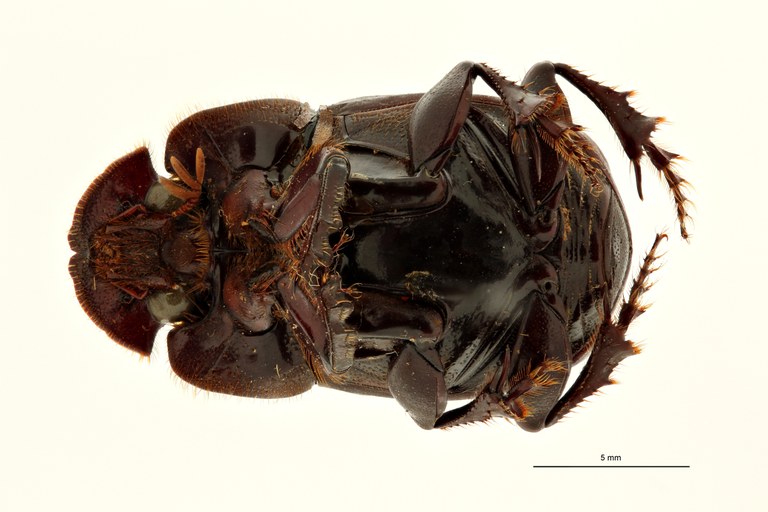 Copris carinicus st M V ZS PMax Scaled.jpeg