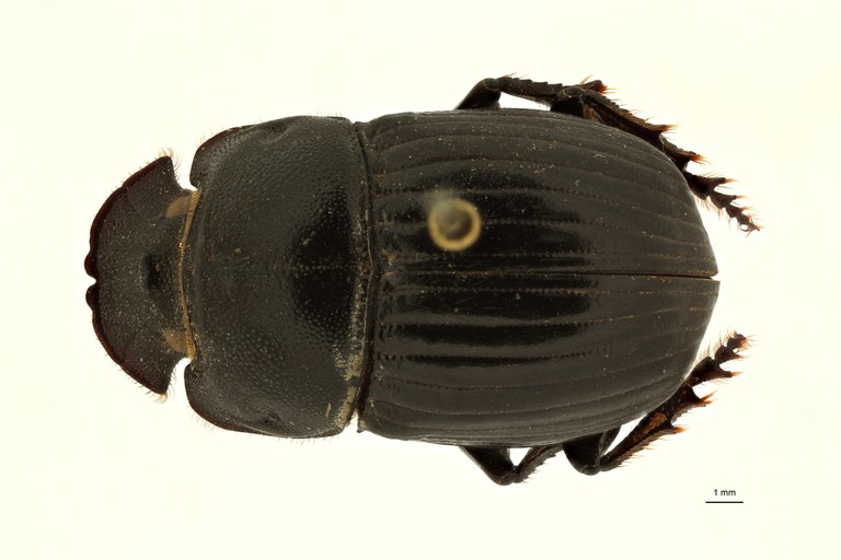 Copris carinicus st F D ZS PMax Scaled.jpeg Copris carinicus st F D ZS PMax Scaled.jpeg