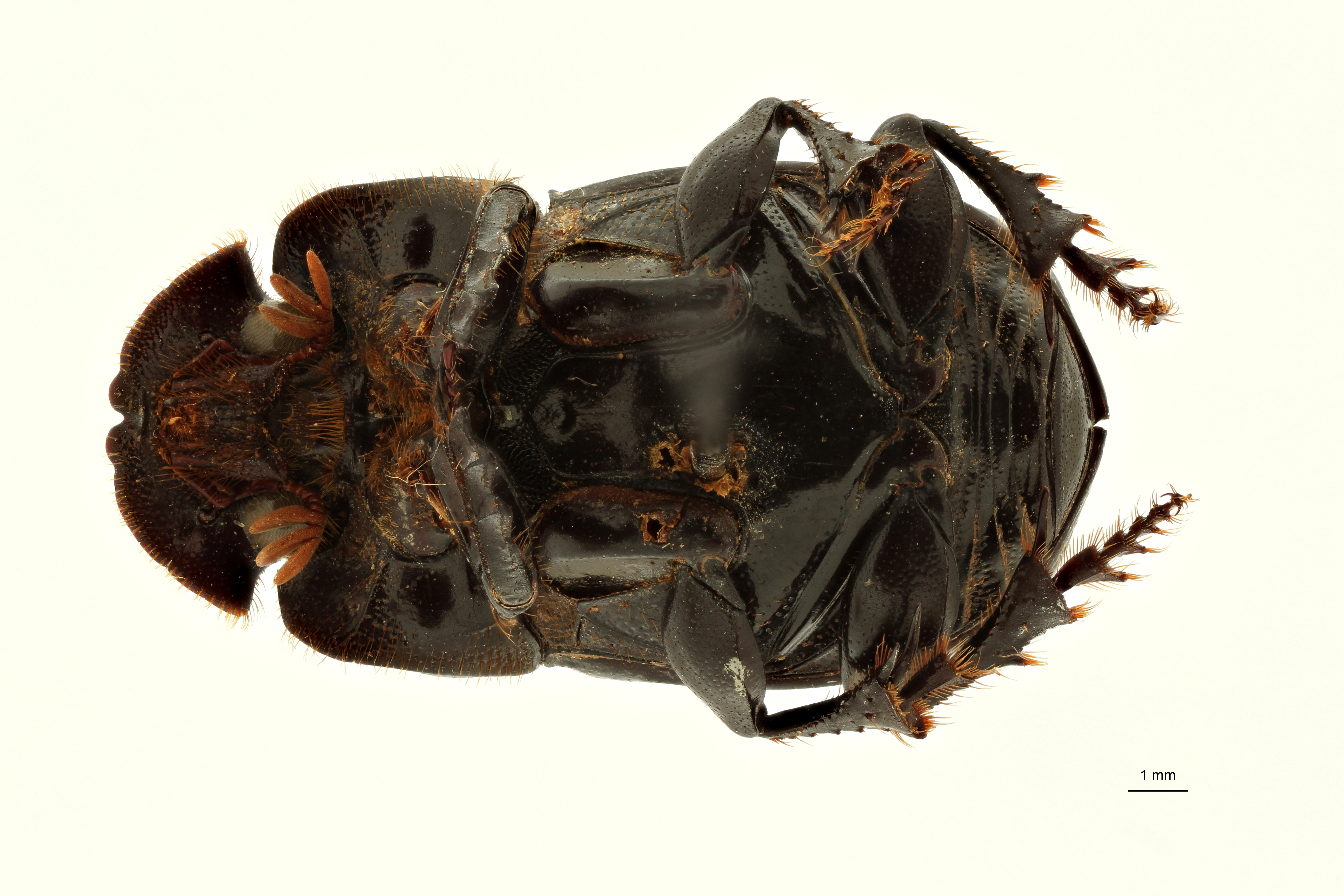 Copris carinicus st F V ZS PMax Scaled.jpeg