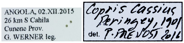 Copris cassius M Labels.jpg Copris cassius M Labels.jpg