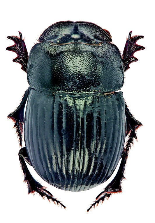 Copris cassius M D.jpg Copris cassius M D.jpg