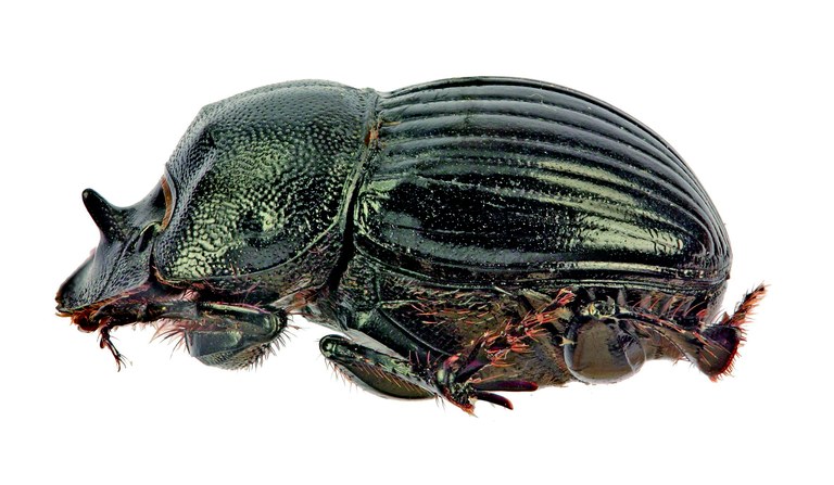 Copris cassius M L.jpg Copris cassius M L.jpg