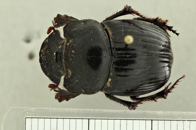 Copris (Copris) prevosti pt D ZS PMax.jpg