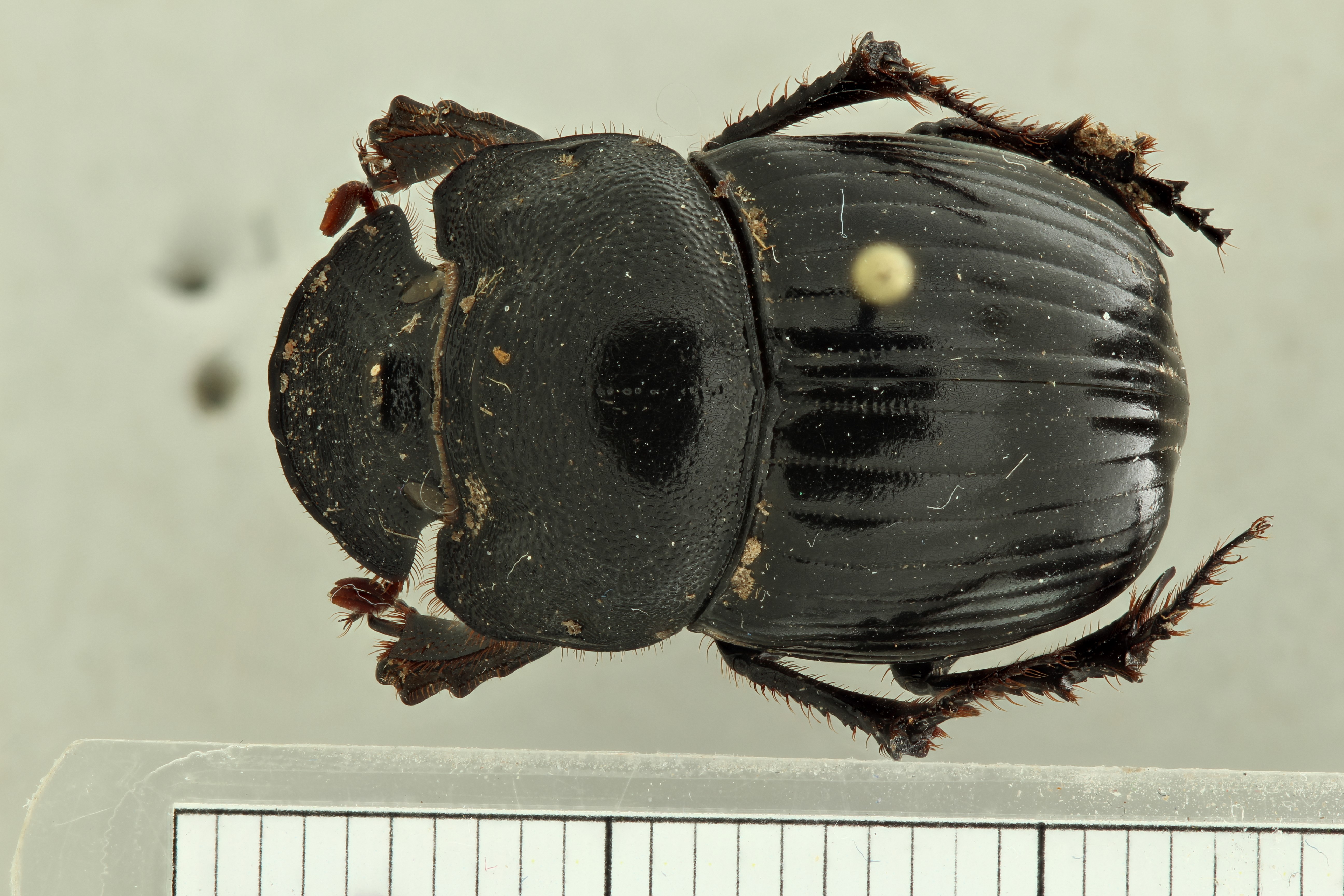 Copris (Copris) prevosti pt D ZS PMax.jpg