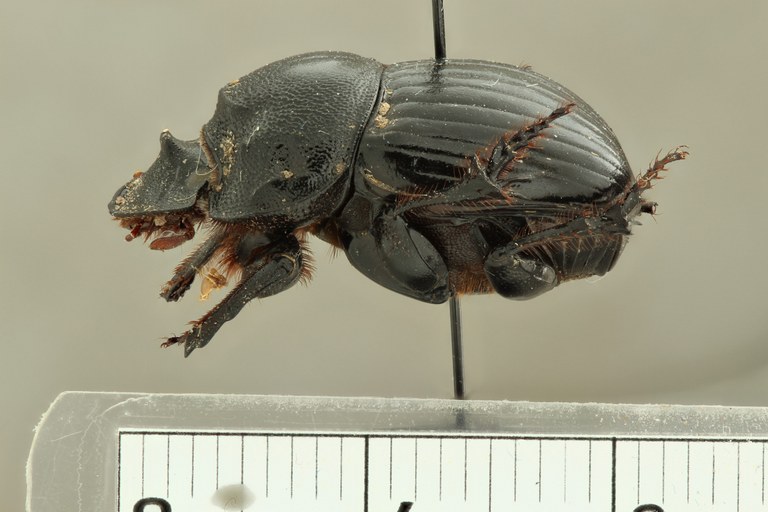 Copris (Copris) prevosti pt L ZS PMax.jpg