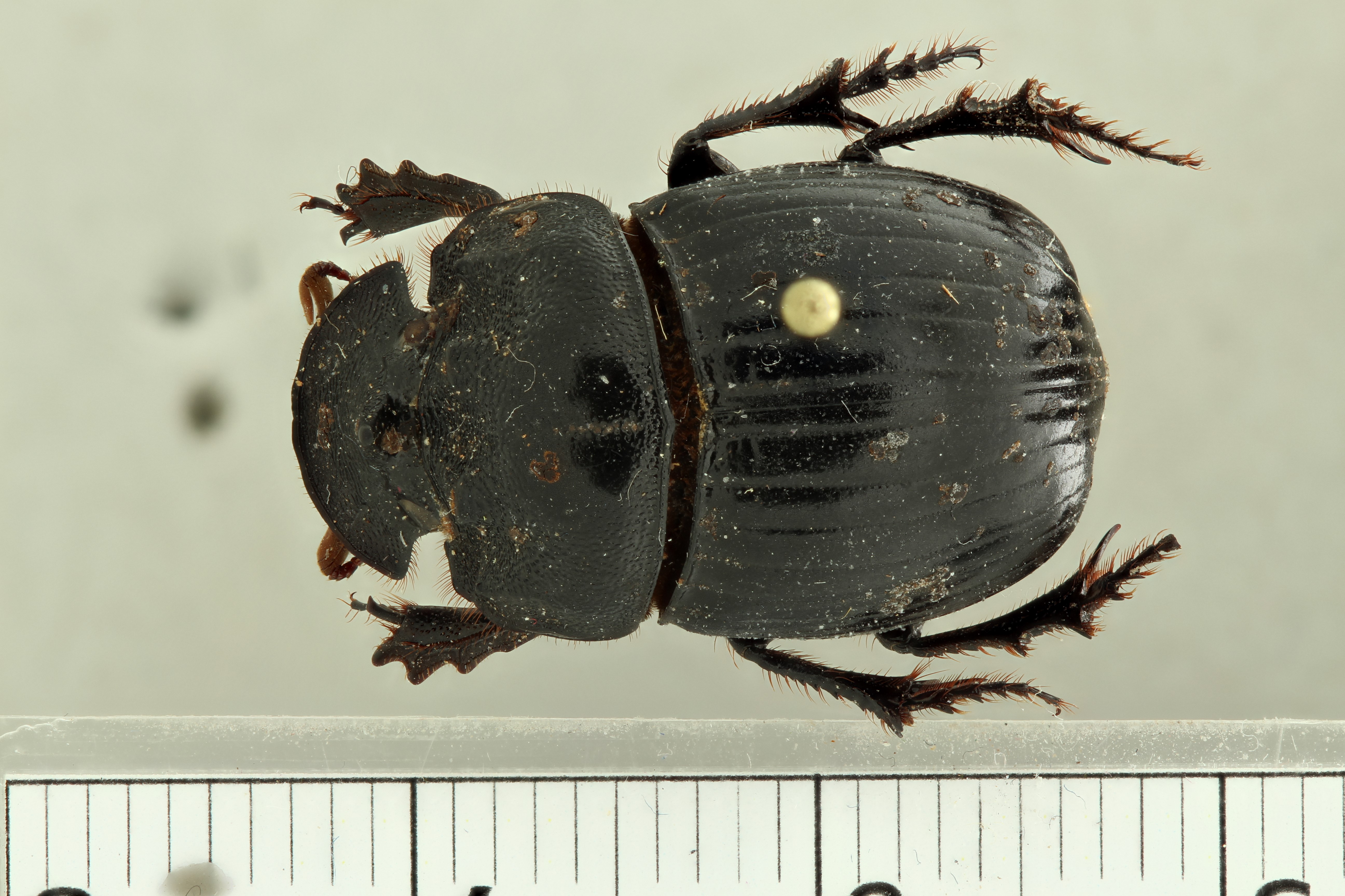 Copris (Copris) prevosti pt D ZS PMax.jpg