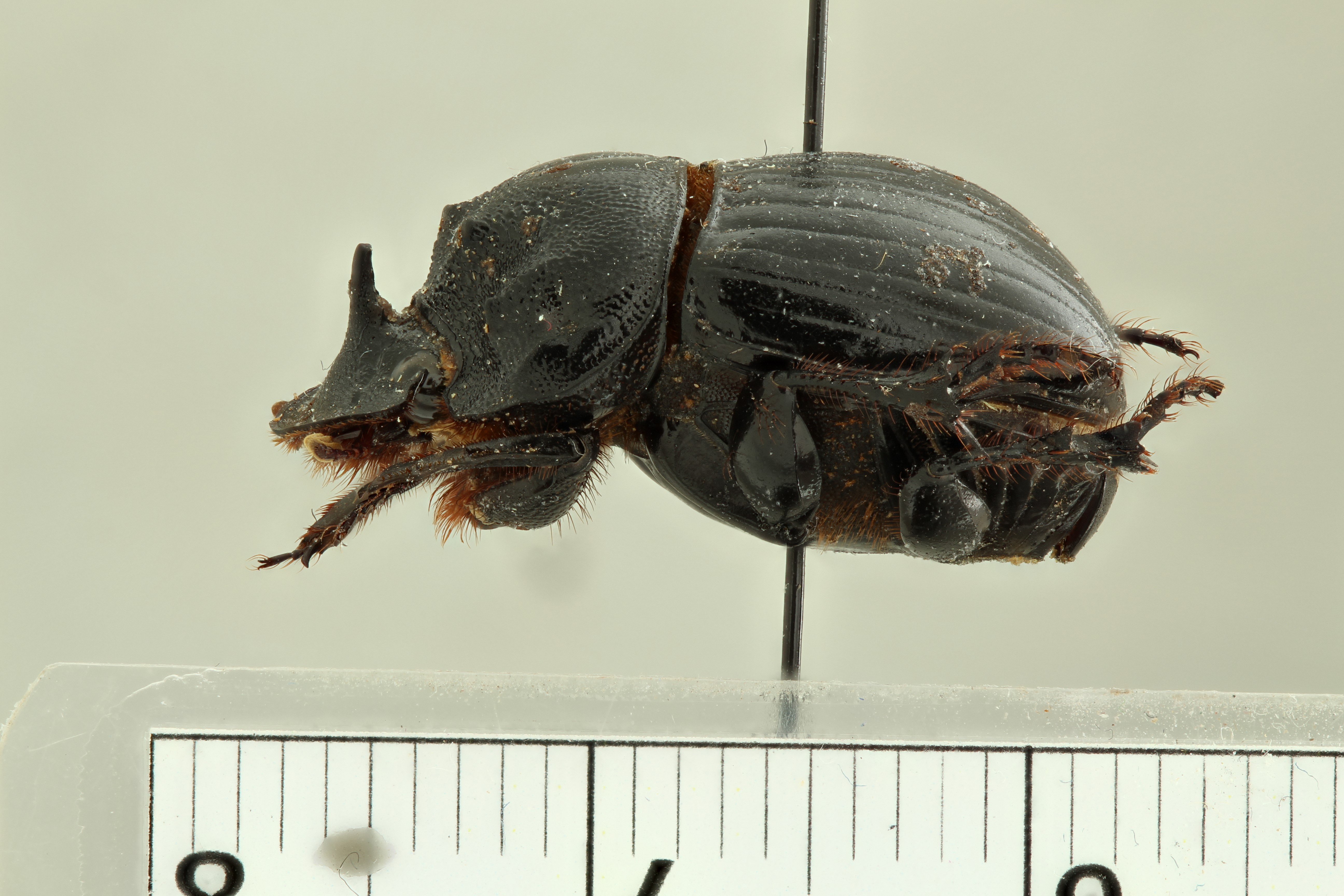 Copris (Copris) prevosti pt L ZS PMax.jpg