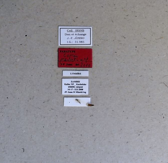 Copris (Copris) prevosti pt Labels.jpg