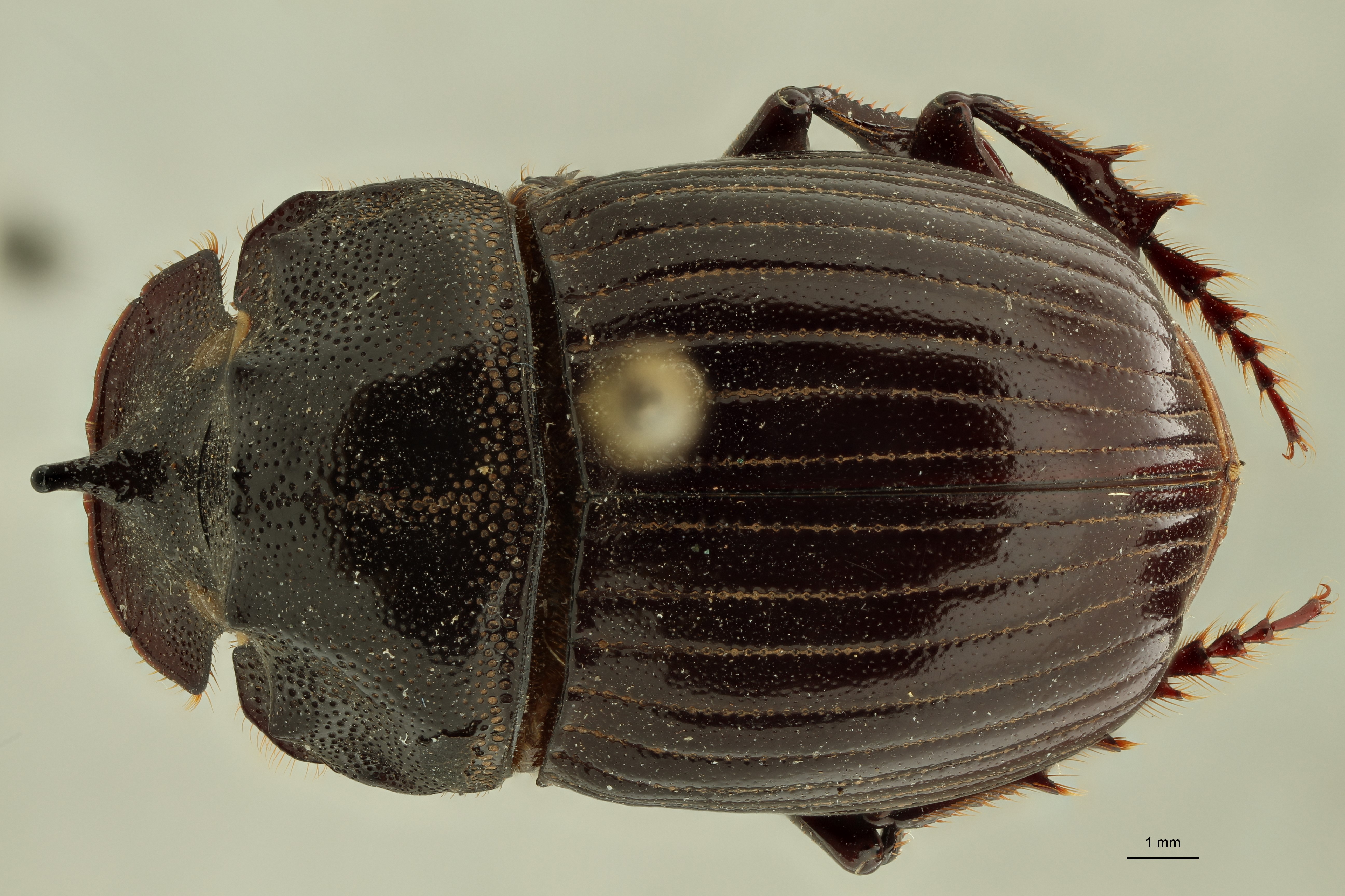 Copris (Copris) punctatus lt D ZS PMax.jpg