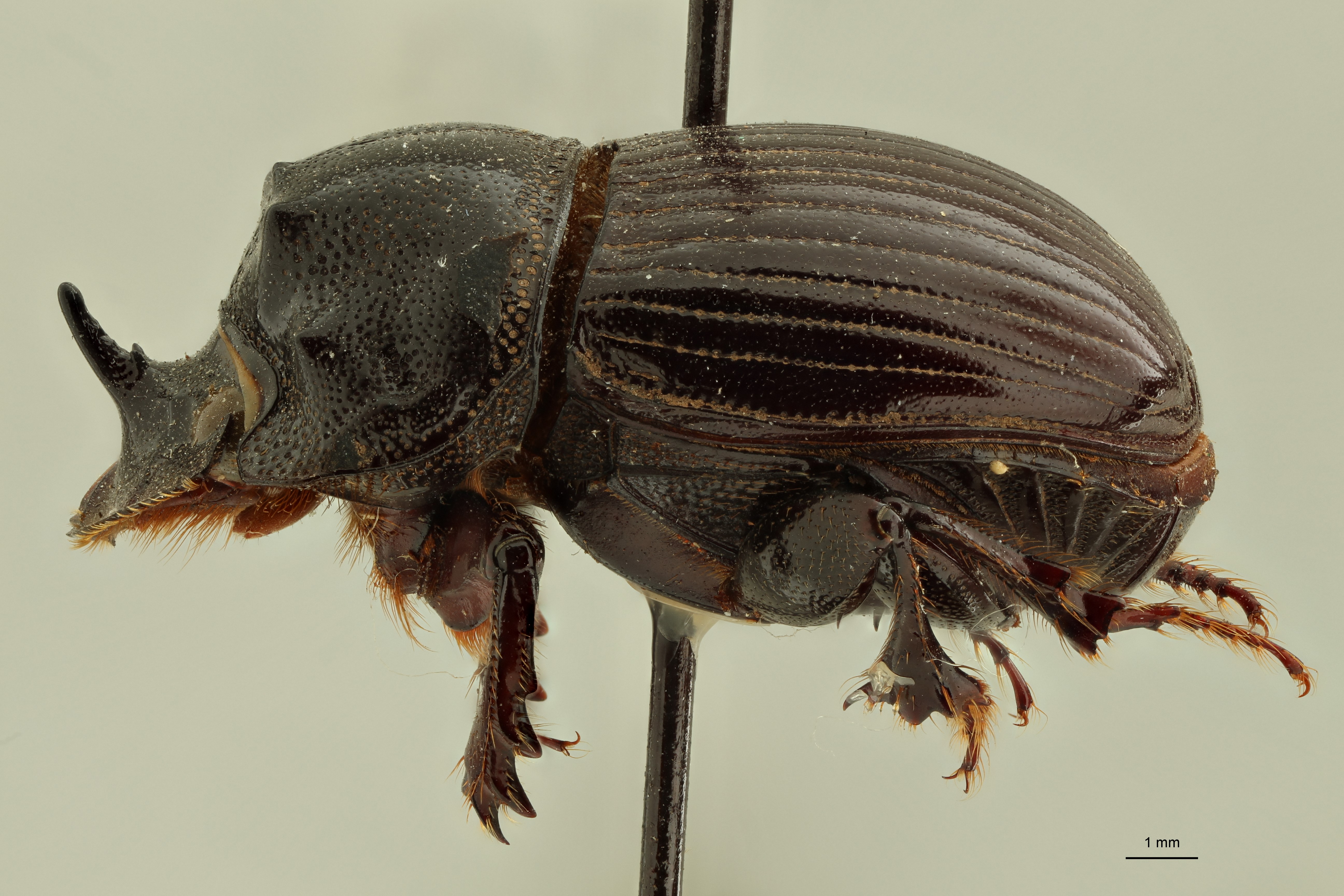 Copris (Copris) punctatus lt L ZS PMax.jpg