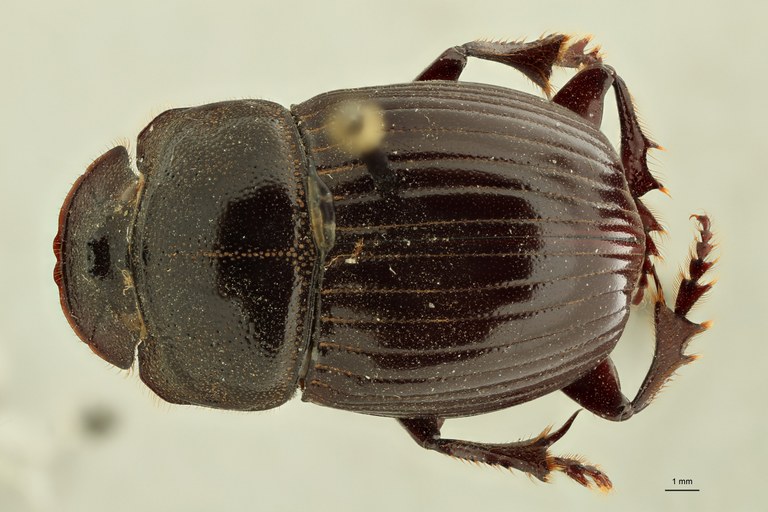 Copris (Copris) punctatus plt D ZS PMax.jpg