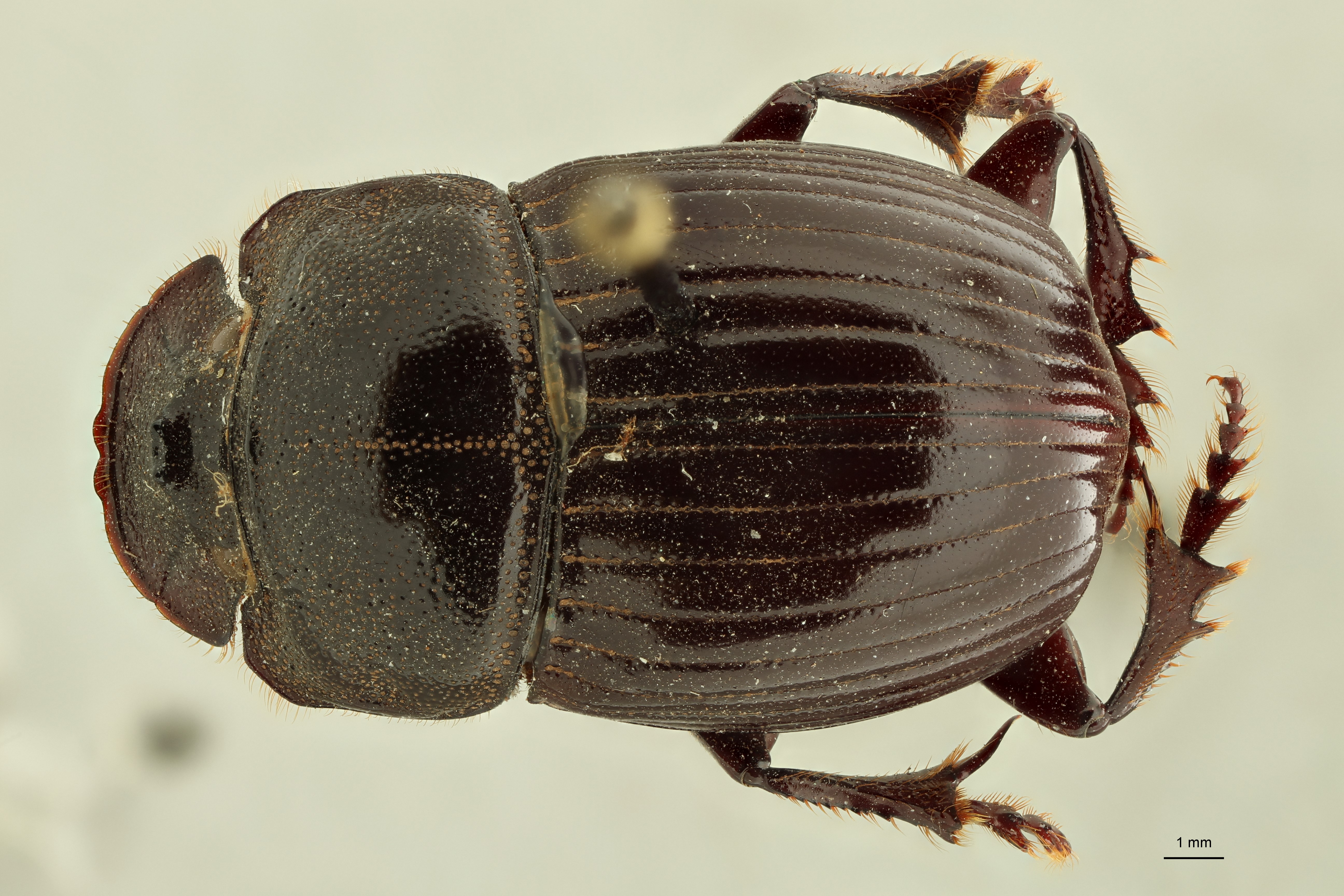 Copris (Copris) punctatus plt D ZS PMax.jpg