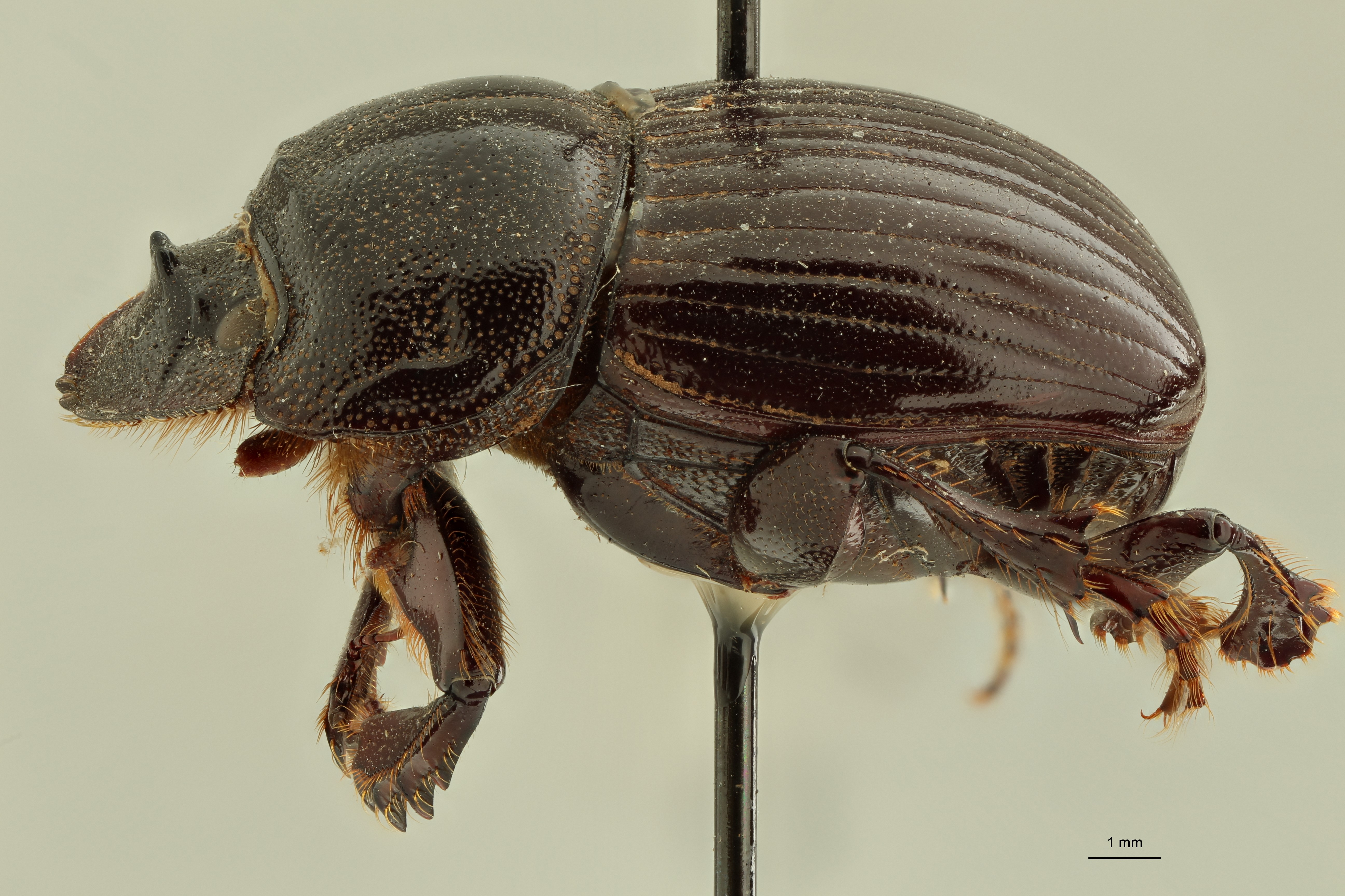 Copris (Copris) punctatus plt L ZS PMax.jpg