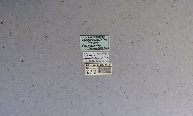 Copris (Copris) punctatus plt Labels.jpg