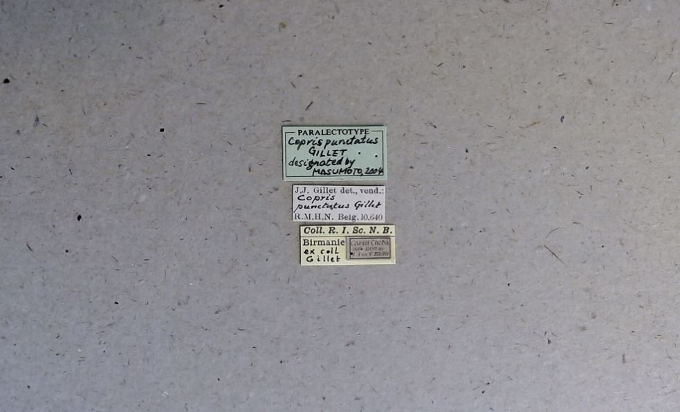 Copris (Copris) punctatus plt Labels.jpg