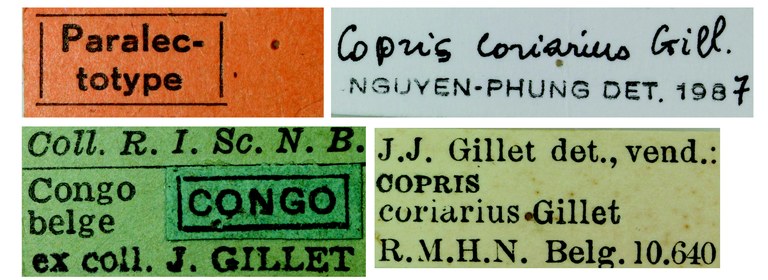 Copris coriarius F Plt Labels.jpg Copris coriarius F Plt Labels.jpg