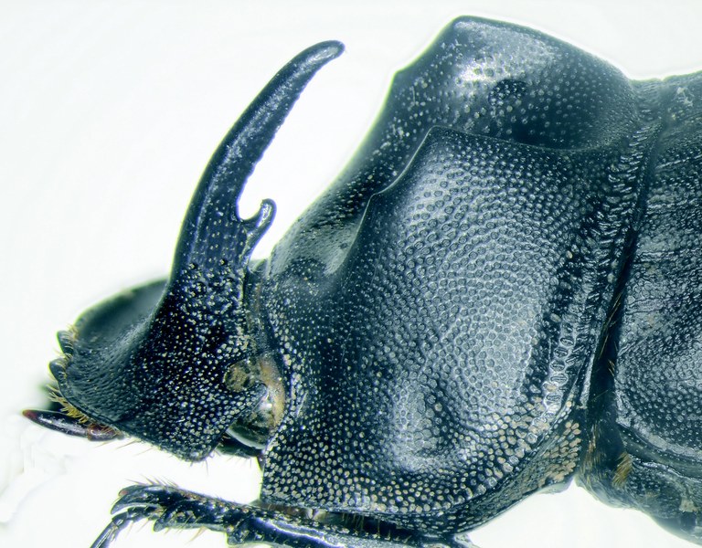 Copris coriarius M Plt Pronotum.jpg Copris coriarius M Plt Pronotum.jpg