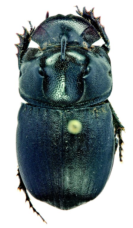 Copris coriarius M Plt D.jpg Copris coriarius M Plt D.jpg