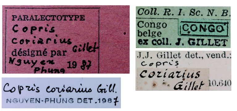 Copris coriarius M Plt Labels.jpg Copris coriarius M Plt Labels.jpg