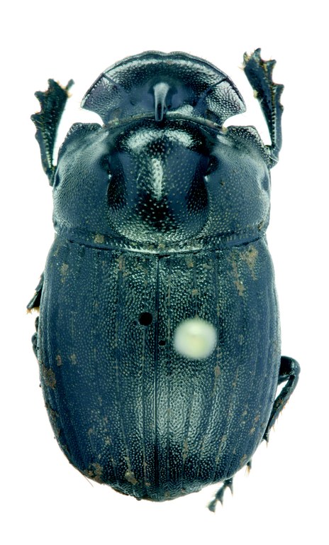 Copris coriarius M Lt D.jpg Copris coriarius M Lt D.jpg