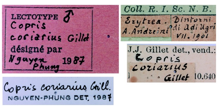 Copris coriarius M Lt Labels.jpg Copris coriarius M Lt Labels.jpg