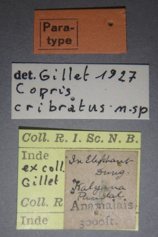 Copris cribratus F pt Lb.jpg