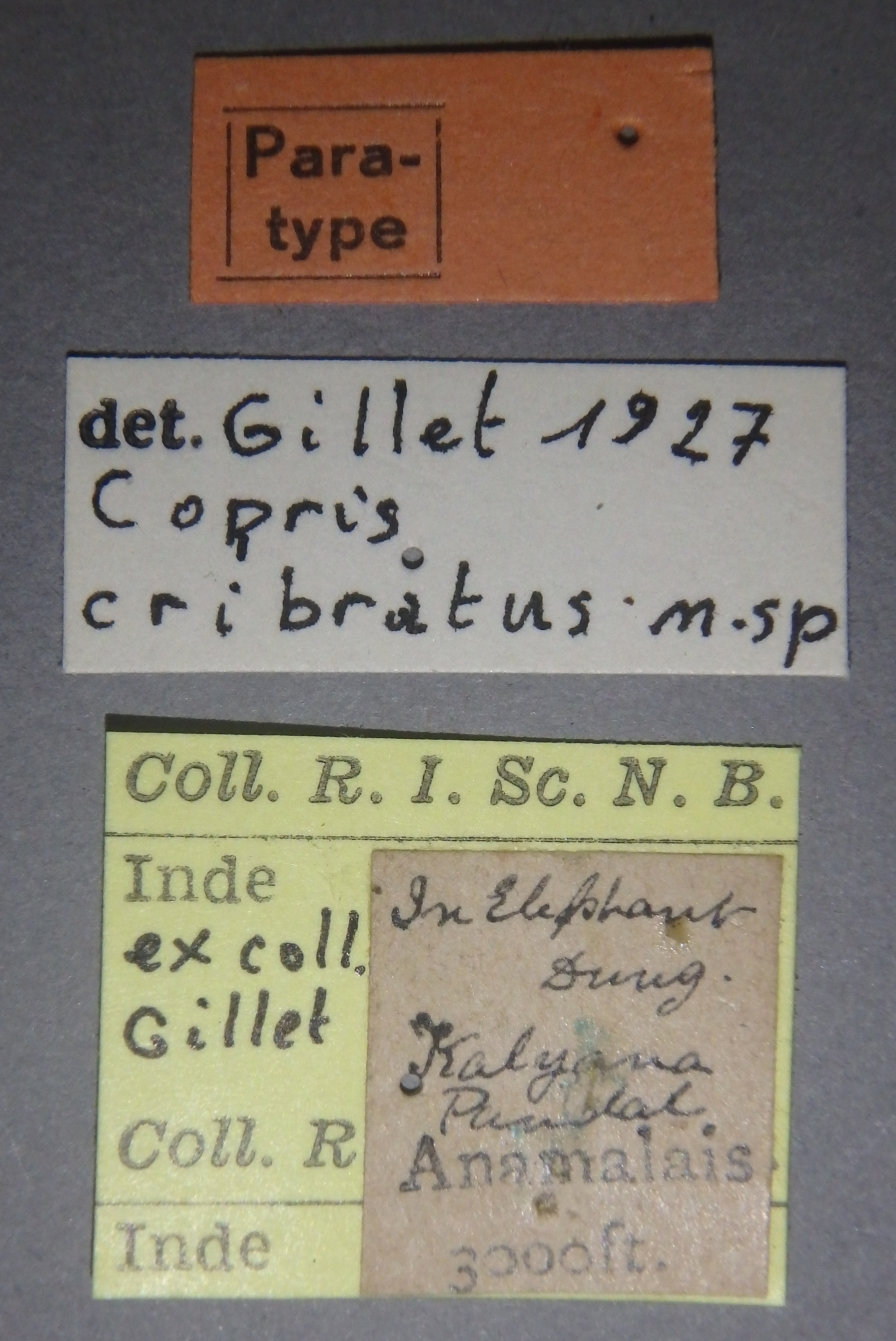 Copris cribratus F pt Lb.jpg