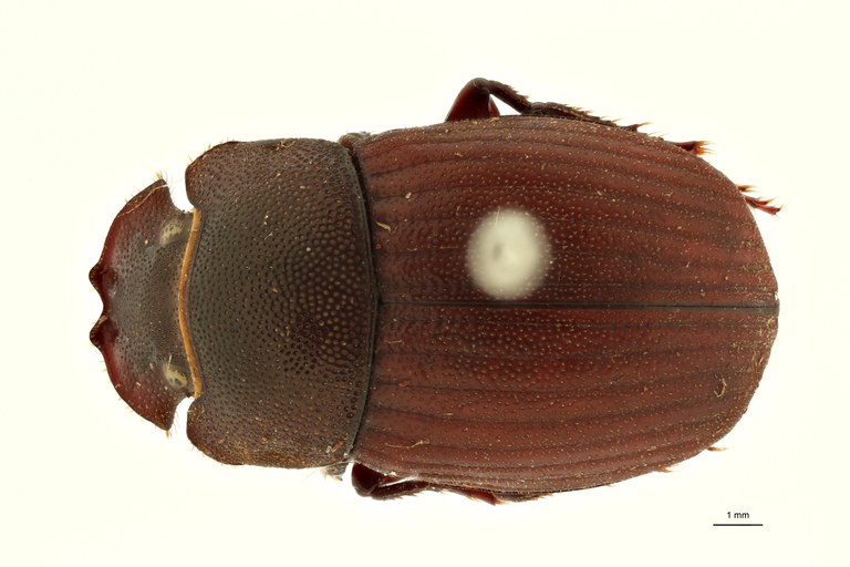 Copris cribratus pt F D ZS PMax Scaled.jpeg Copris cribratus pt F D ZS PMax Scaled.jpeg