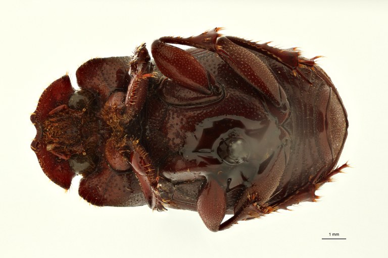 Copris cribratus pt F V ZS PMax Scaled.jpeg Copris cribratus pt F V ZS PMax Scaled.jpeg