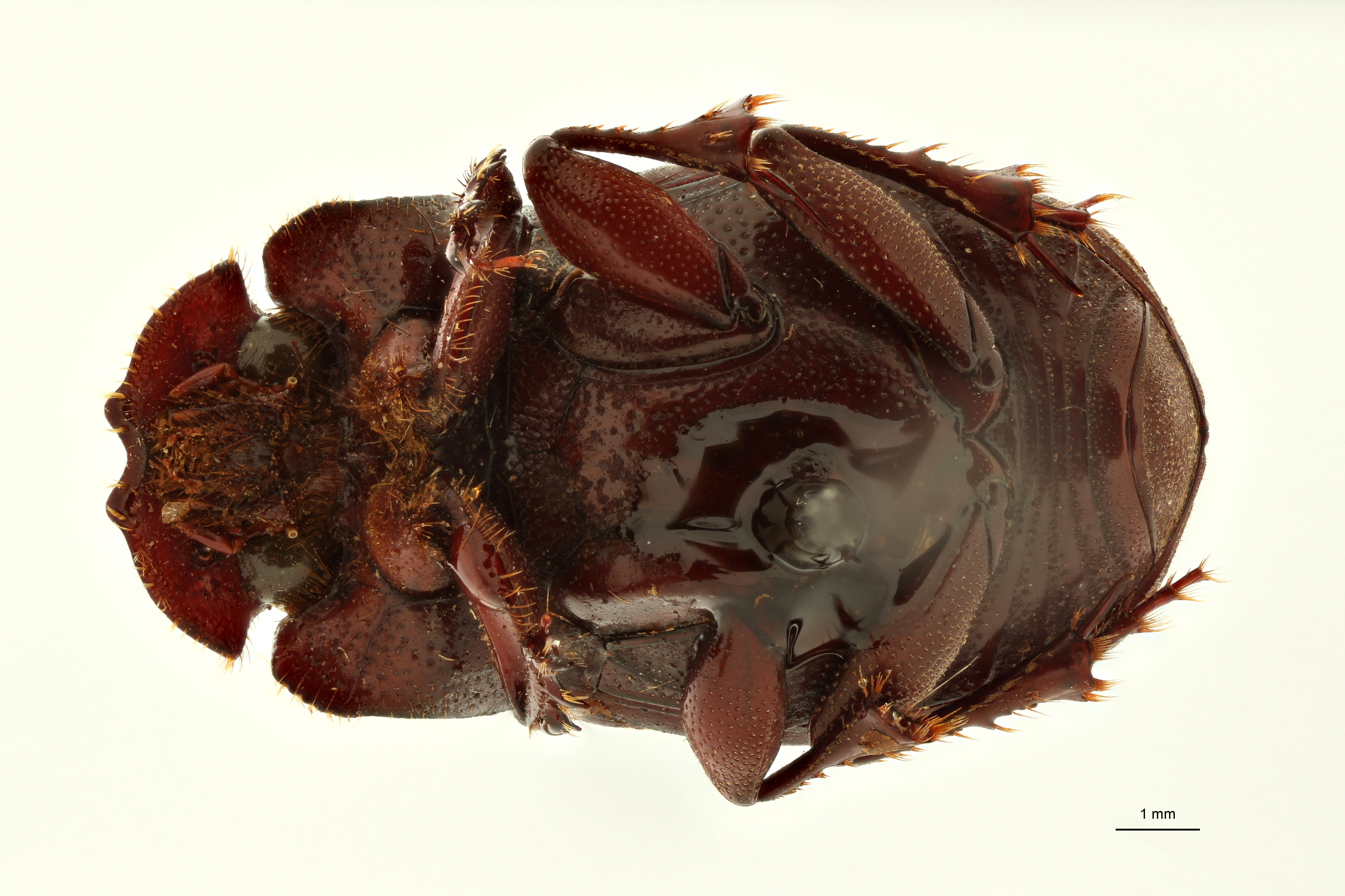 Copris cribratus pt F V ZS PMax Scaled.jpeg