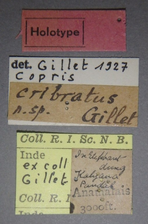 Copris cribratus F ht Lb.jpg