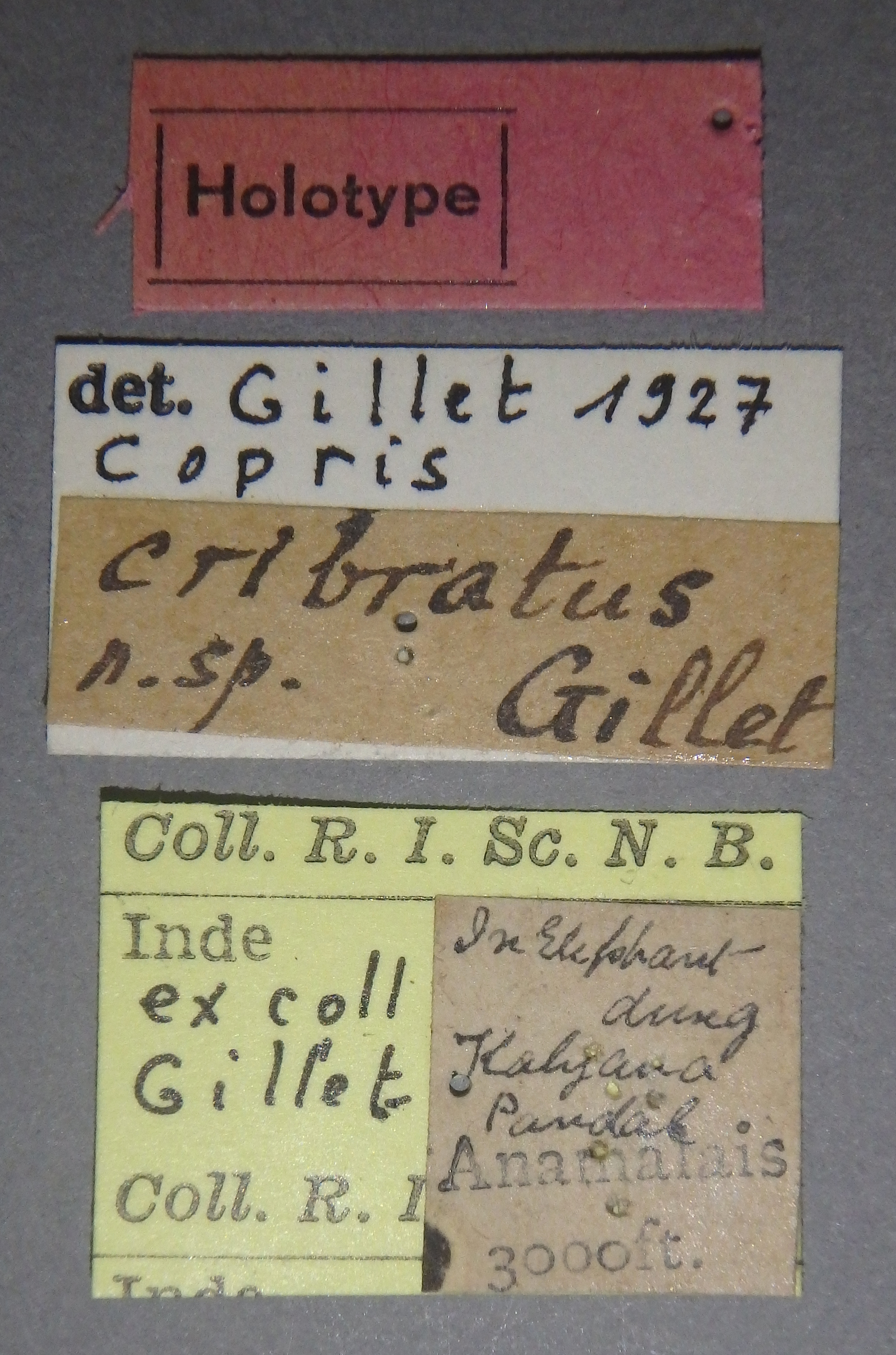 Copris cribratus F ht Lb.jpg