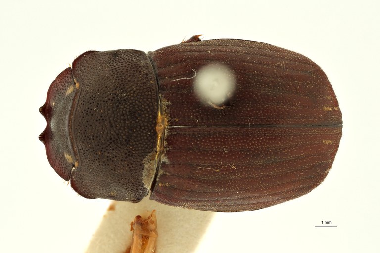 Copris cribratus ht F D ZS PMax Scaled.jpeg Copris cribratus ht F D ZS PMax Scaled.jpeg