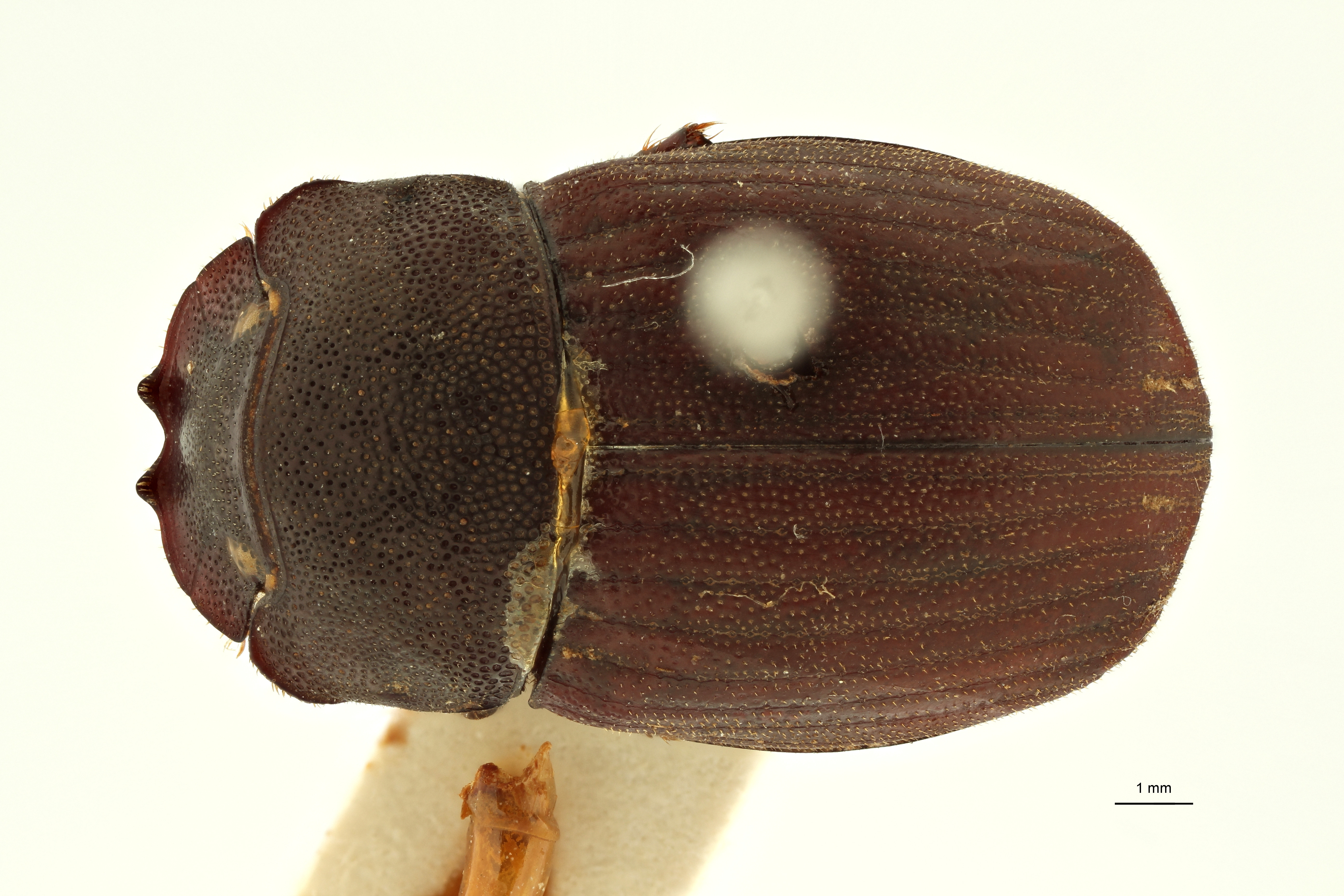 Copris cribratus ht F D ZS PMax Scaled.jpeg