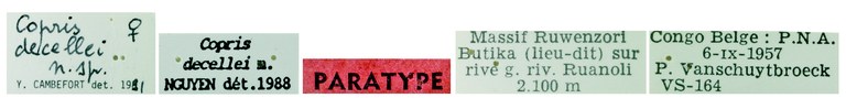 Copris decellei F Pt labels.jpg