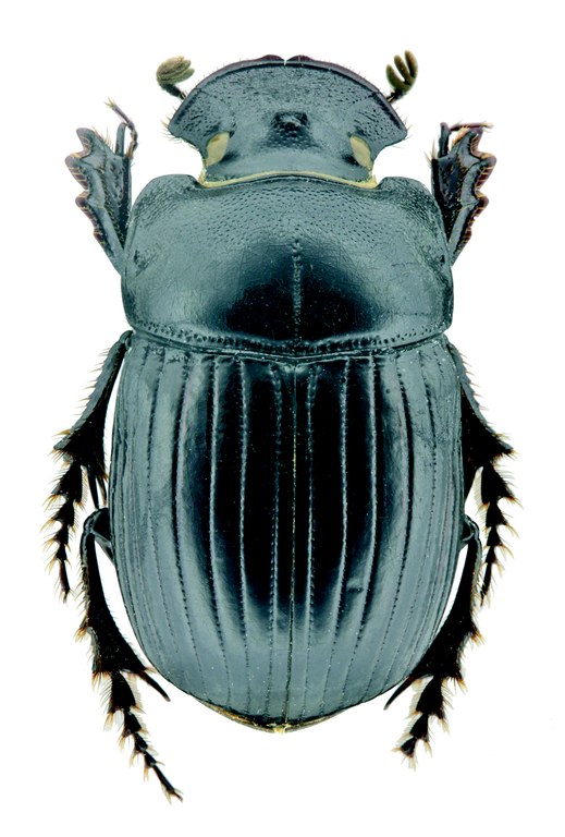 Copris decellei F Pt D.jpg