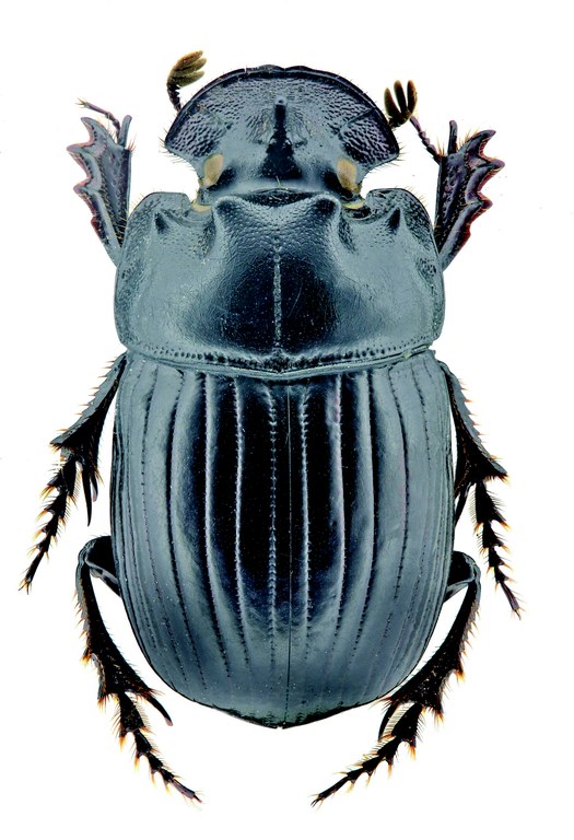 Copris decellei M Ht D.jpg Copris decellei M Ht D.jpg