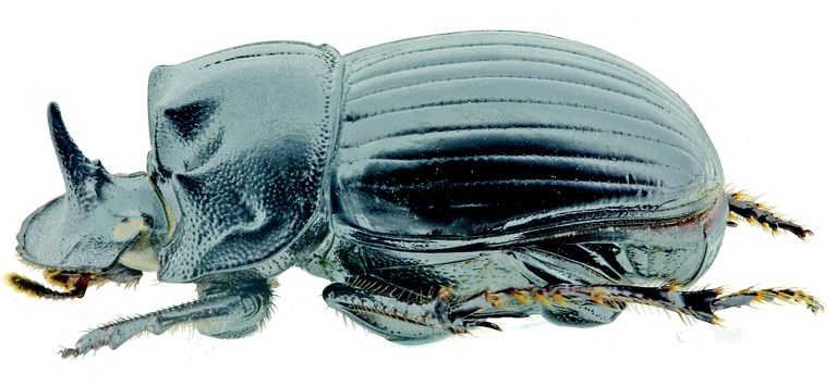 Copris decellei M Ht L.jpg Copris decellei M Ht L.jpg