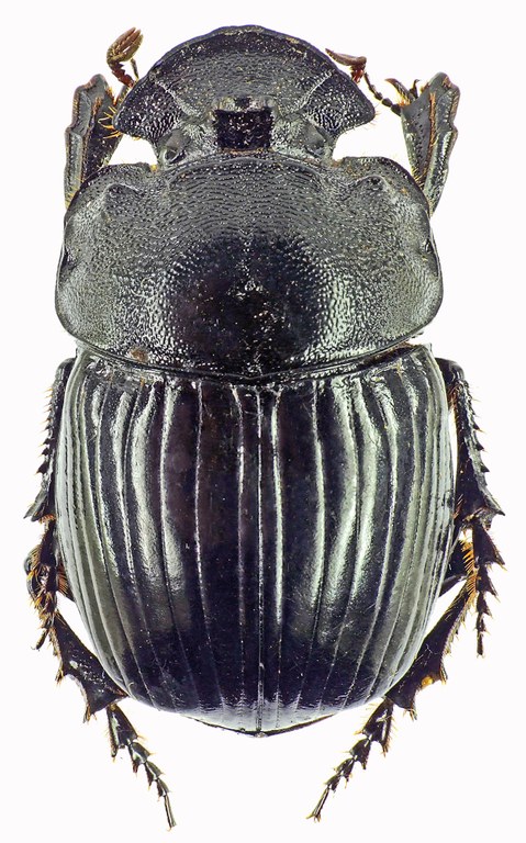 Copris dracunculus 27583cz89.jpg